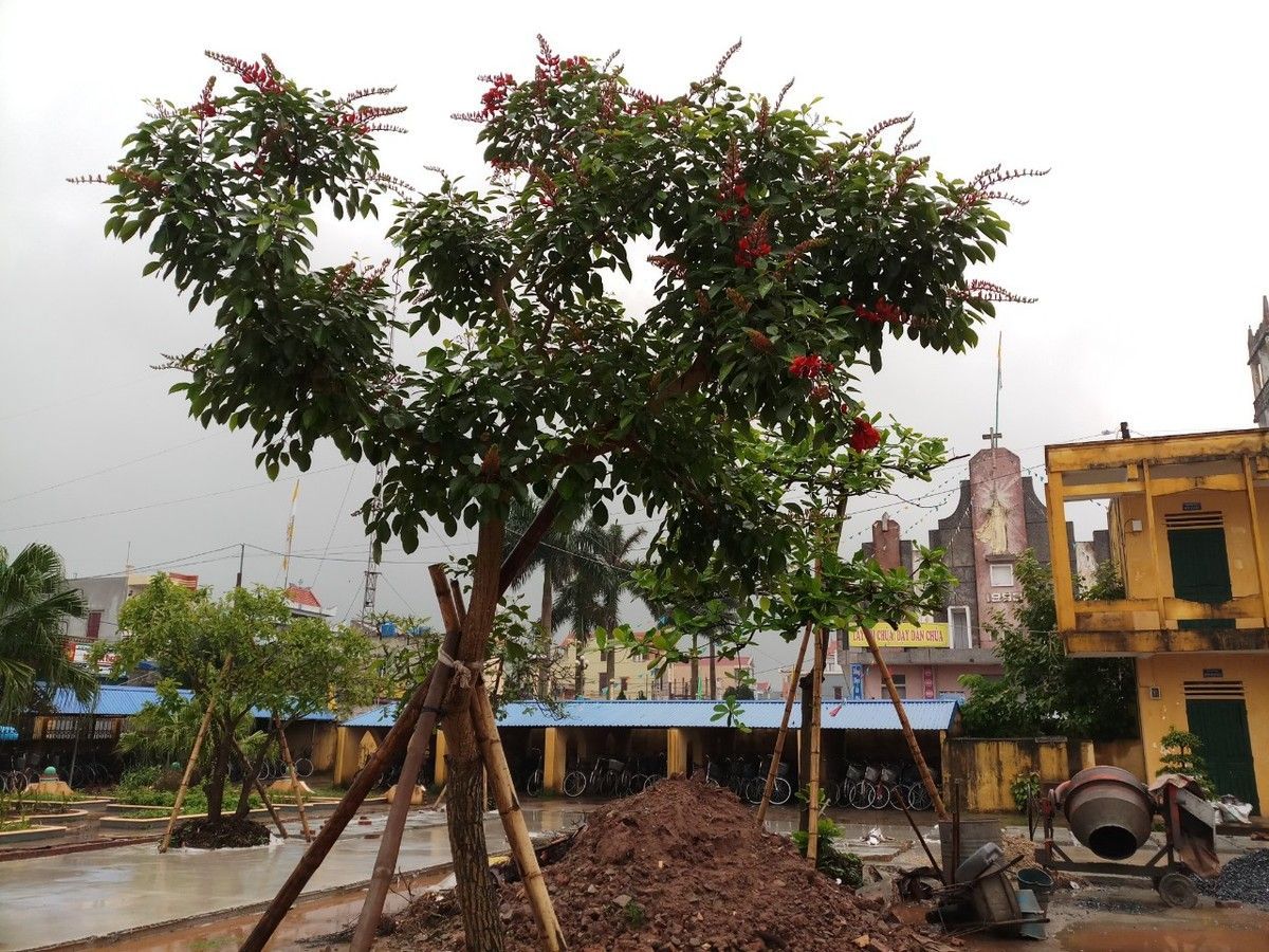 Ô sa ka trường THCS Giao An